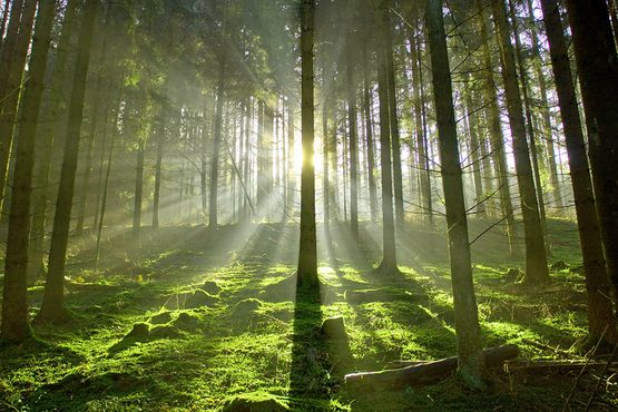 Wald Umwelt